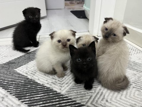 6 adet yavru kedimiz darıca merkezdeyiz