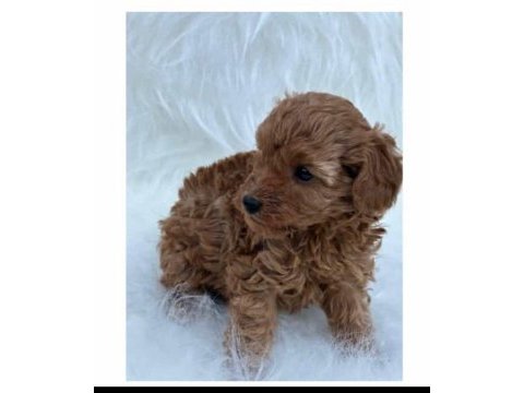 Anne altından safkan toy poodle yavrularım
