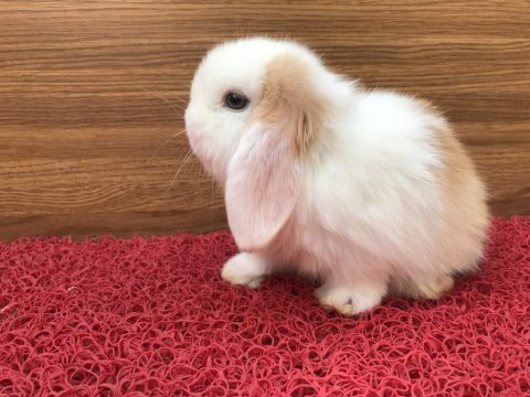 Safkan mini lop tavşanı bebeklerimiz
