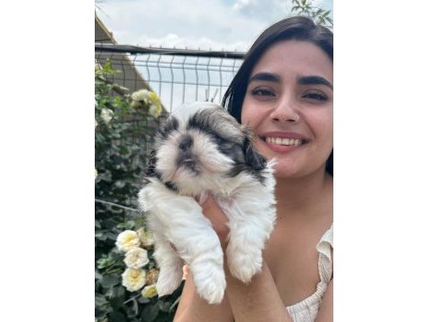 Sevimli şitsu ( shih tzu) yavrularımız