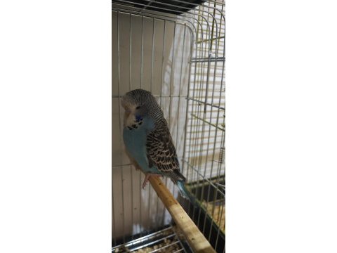 Show jumbo muhabbet kuşu yavrular