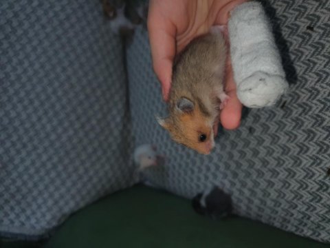 Yeni doğan bebek hamsterlar