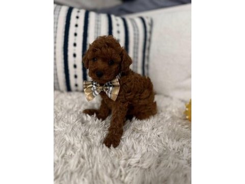 Toy poodle köpeğimiz için ulaşın