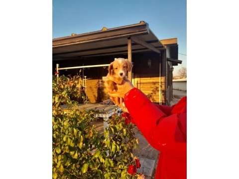 Cavapoo yavru