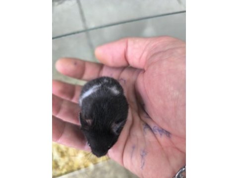 Yavru yetişkin suriye hamsterlari asla ısırmaz