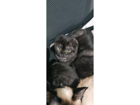 Aşırı cana yakın scottish fold