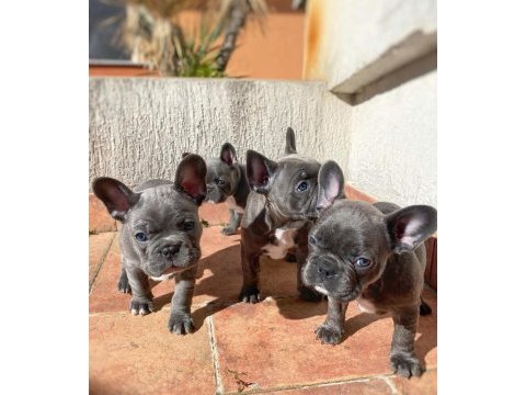 Blue french bulldog yavruları