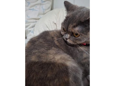 British shorthair kızımızı sahiplendirmek istiyoruz