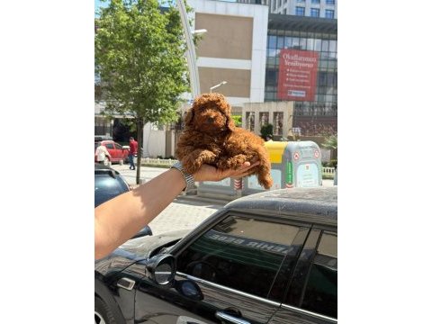 Sağlık ve ırk garantili kore poodle