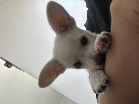 Safkan chihuahua bebeğim