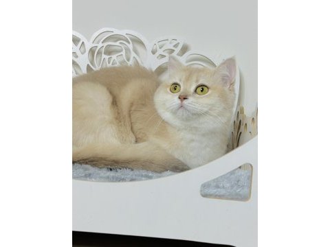 Bri erkek 1,5 yaş cy12 british shorthair