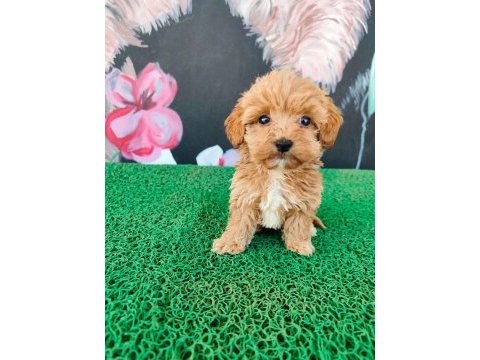 A kalite sağlık ırk garantili maltipoo yavrularım