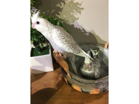 2 erkek yavru konuşma garantili evcil wf a kalite sultan