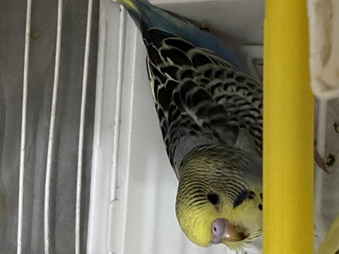 Bakımlı yavru erkek muhabbet kuşu