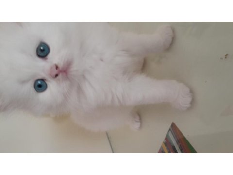 British longhair yavrularımız