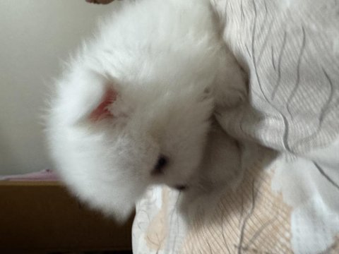 3 beyaz pomeranian boo 2 maskeli