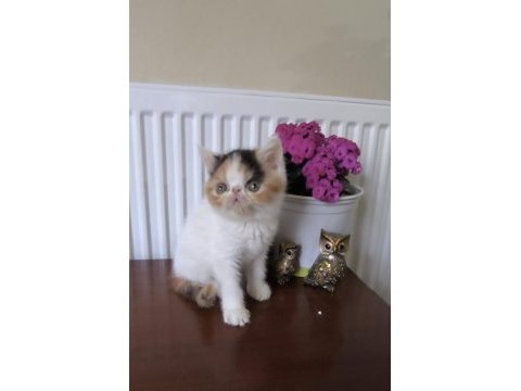Sevimli exotic shorthair kızlar