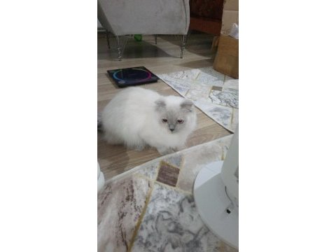 Scottish fold yavrularımıza yuva arıyoruz