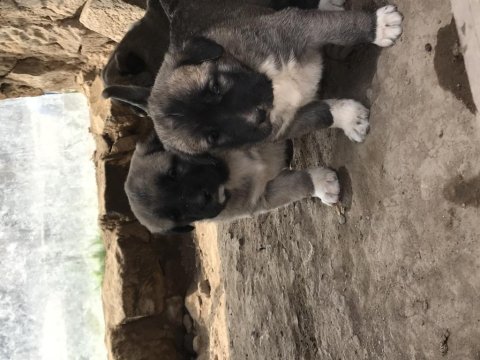Orjinal güdük kangal yavruları