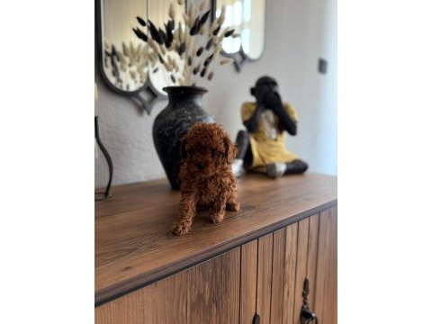 Toy poodle yavrularımız