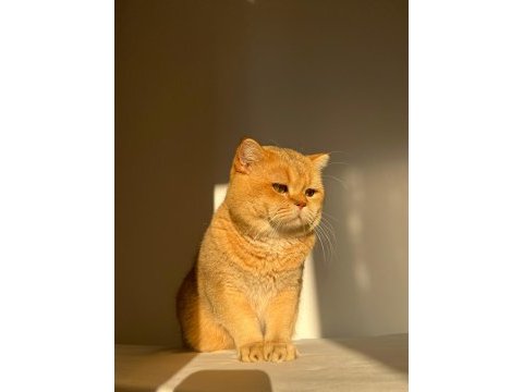 British shorthair golden erkek