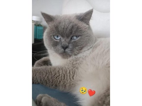 Yavru british shorthair kedimiz