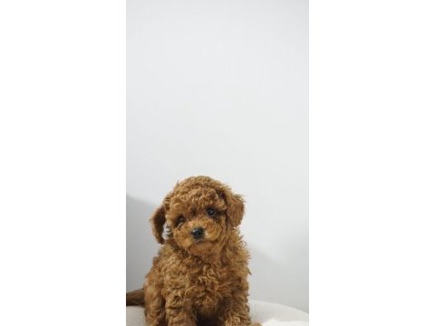 Orginal kore poodle