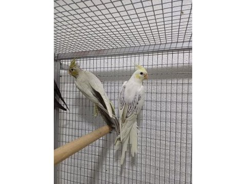 Çesit çeşit sultan papağanı 16 yaş altı özel kampanya
