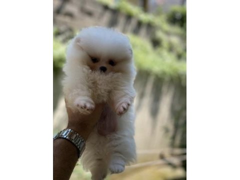 Üst segment sağlık ve ırk garantili pomeranian bebekler