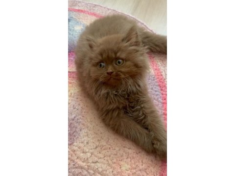 British longhair cinnamon