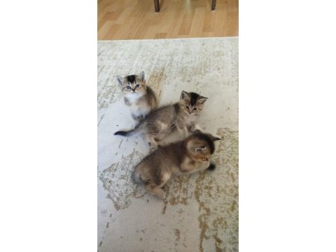 40 günlük british shorthair gold