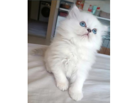 Maviş kar beyaz yavrular british longhair point