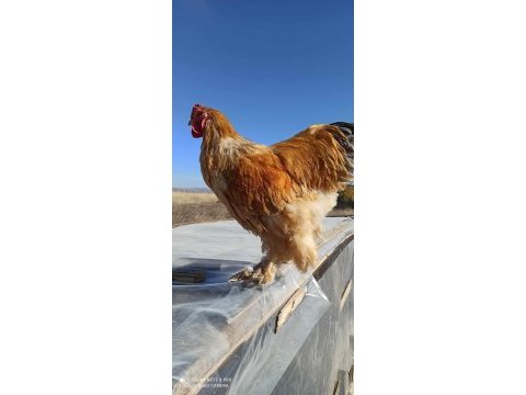 2 adet buff coco+ 3 adet brahma tavuk ve horozlar