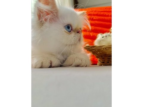 İran persian