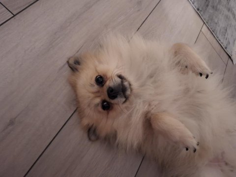 1 yaşında karamel krem pomeranian spitz