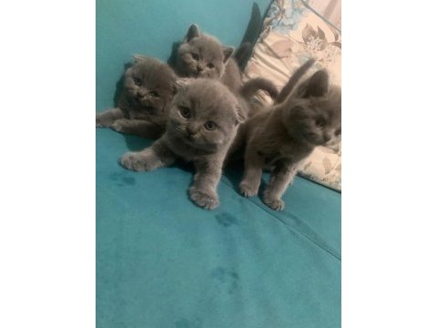 Bristh shorthair ve scotih fold yavrularimiz