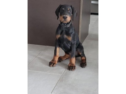 Sarışın mıknatısı doberman
