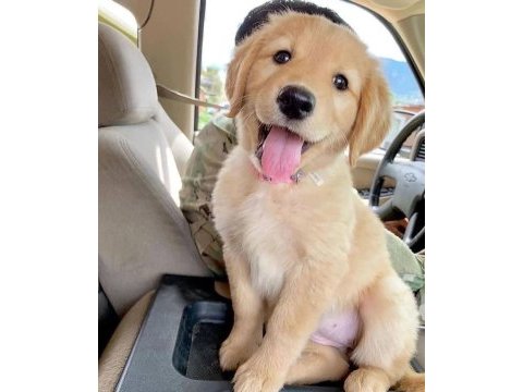 Evinizin yeni üyesi golden kapıda ödeme vardır