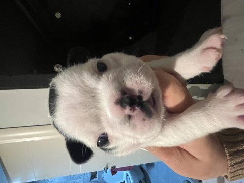 French bulldog yavru köpekler