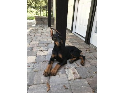 İsteğe özel estetik dobermanlar