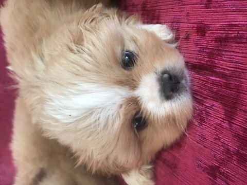 Pekinez köpekler yeni yuvasını arıyor