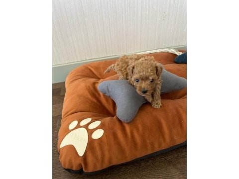 A kalite orijinal toy poodle