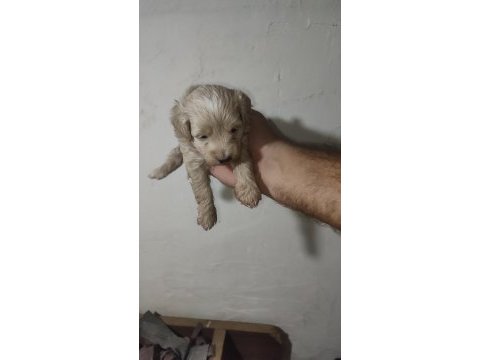 Maltipoo yavrularımız yeni sahiplerini ariyor