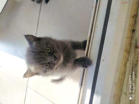 Anne baba british shorthair