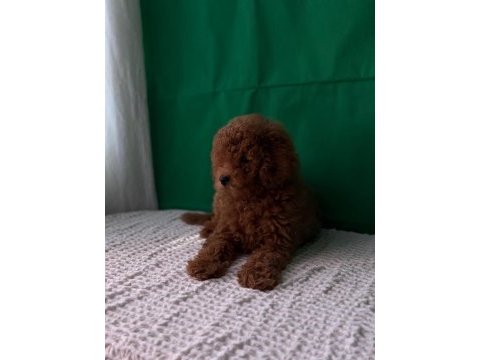 Kore ve toy poodle bebekler