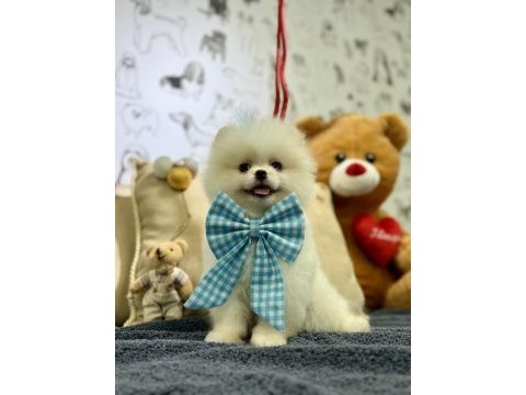 Teddy bear pomeranian boo oğlumuz