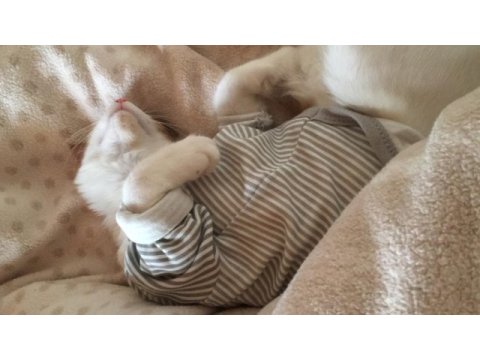 Sarman kedi ilanı