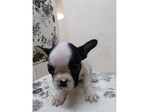 French bulldog yavrularım