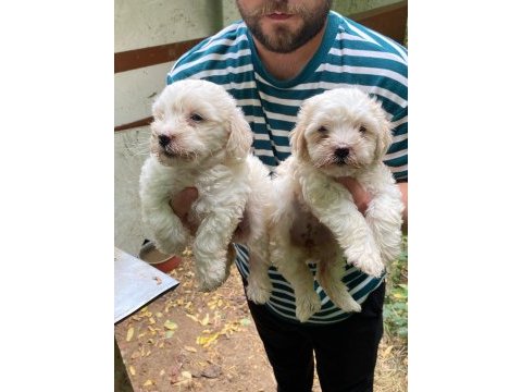 Maltese terrier yavruları