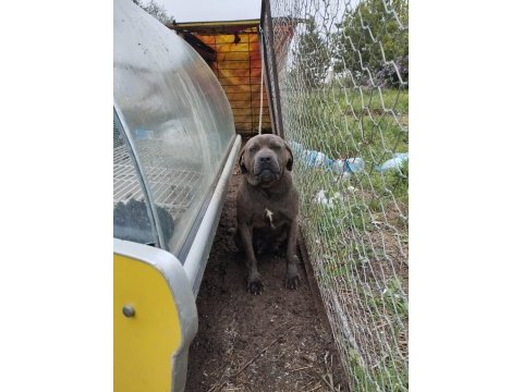 Cane corso 2 yaşında